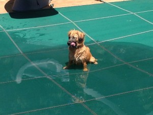 Cute Dog on Pool Cover in Northern VA